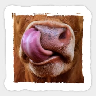 Cow Sticker